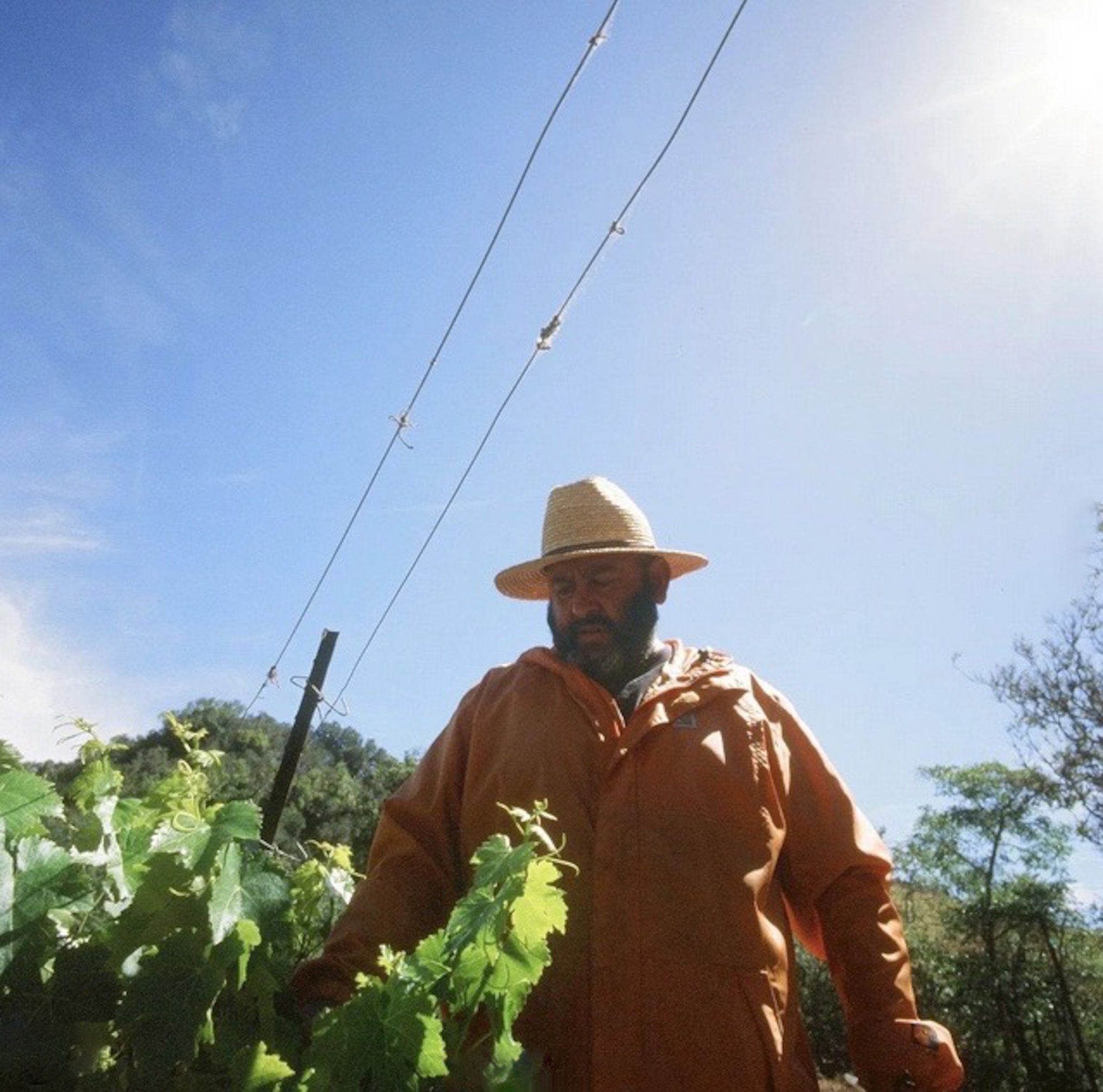 Los Angeles Natural Wine From PreProhibition Vines Rajat Parr's Scyt