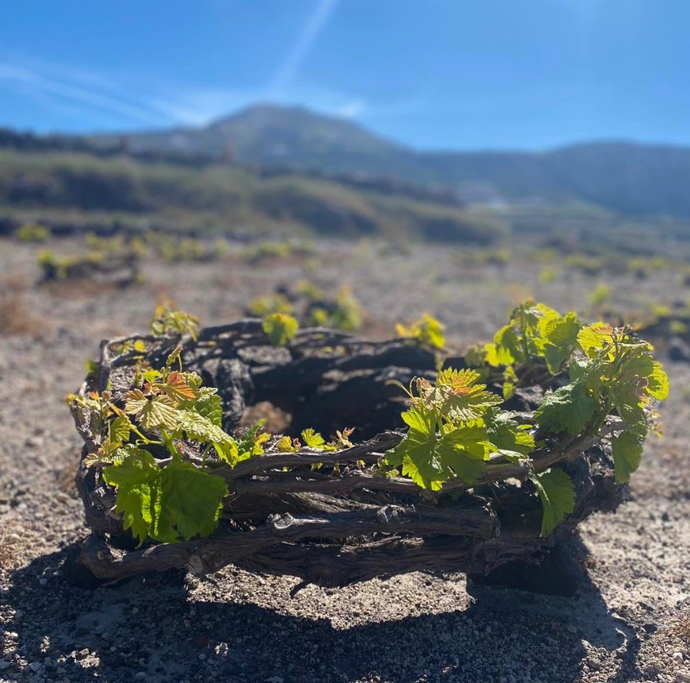 DIRECT PRESS September 2022: VOLCANIC WINES