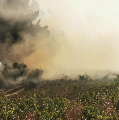 A wave of bravery: Wild fires devastate historic vineyards in Chile.