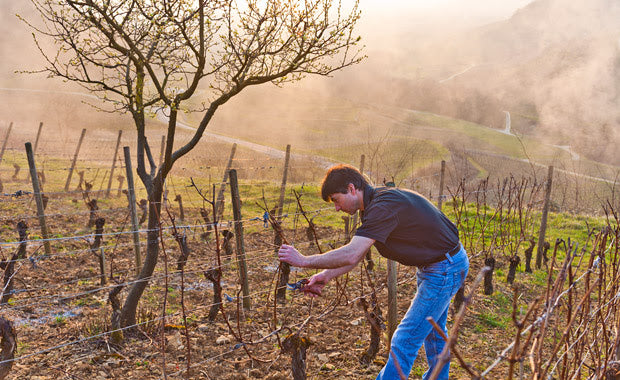 Domaine Credoz: A Jura Gem Is Uncovered