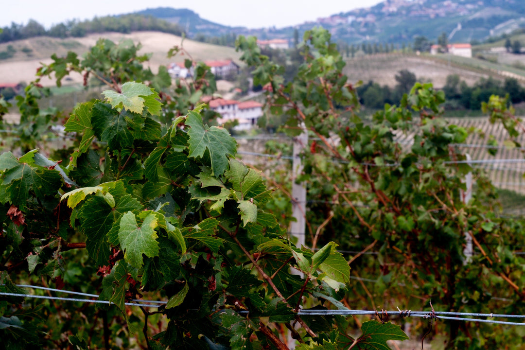 Can Dolcetto Age Like Nebbiolo?