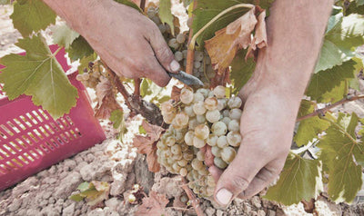 DIRECT PRESS March 2022: GARNACHA IN THREE COLORS