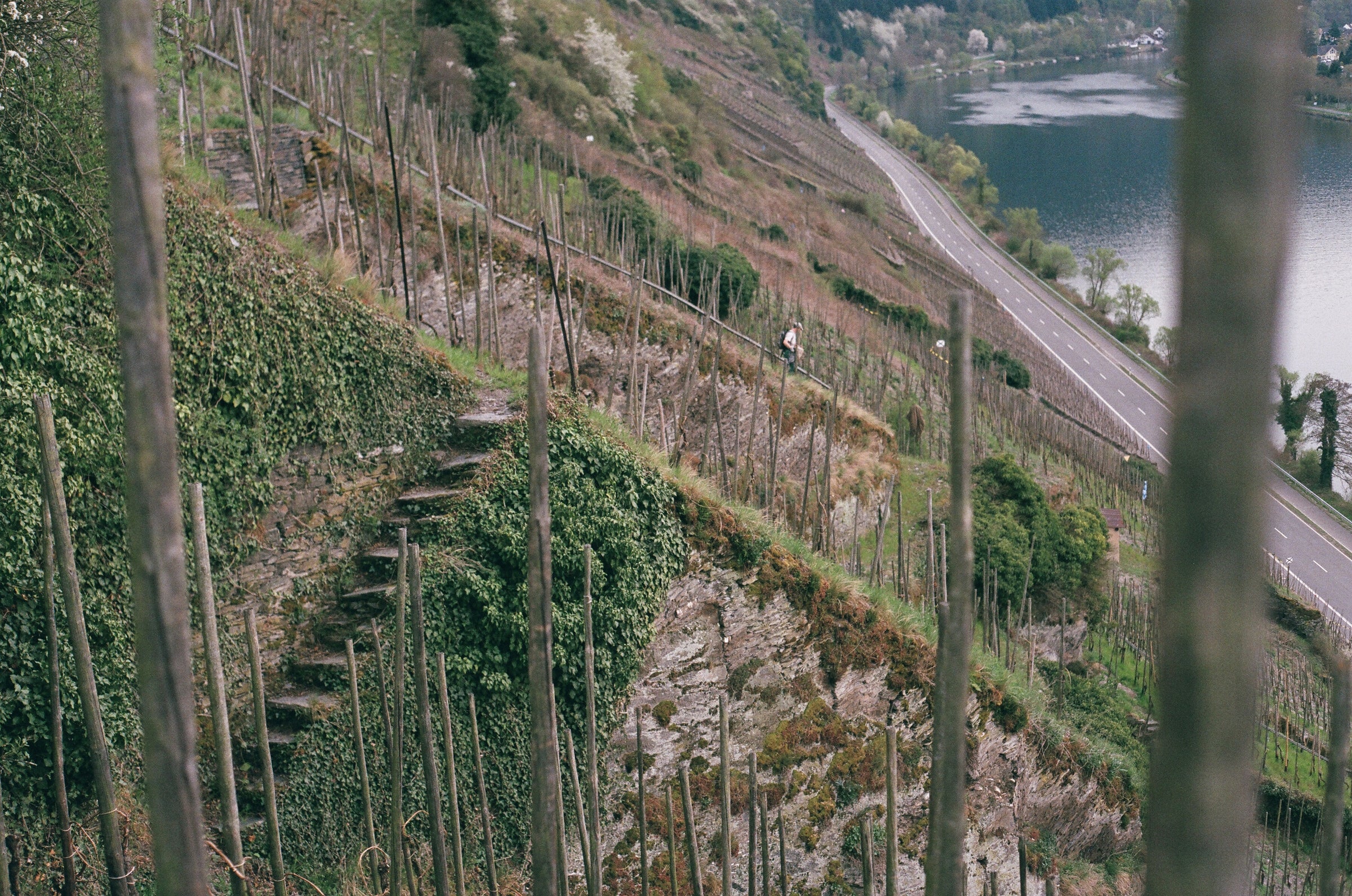 Stairway to Riesling Heaven: Weiser-Künstler's 2019ers